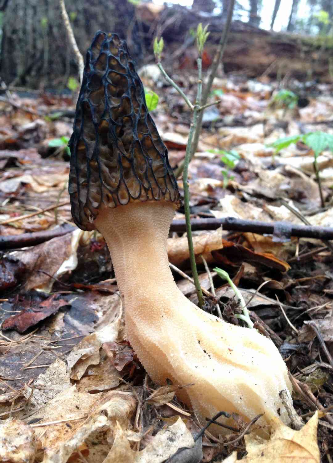 Black morel