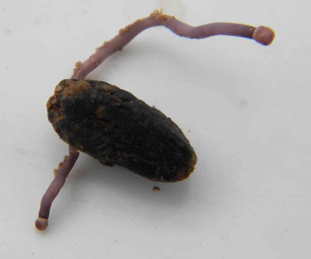 Ergot (Claviceps purpurea) thumbnail 3