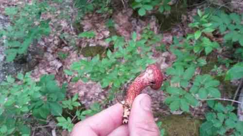 Painted bolete (Suillus spraguei) thumbnail 3