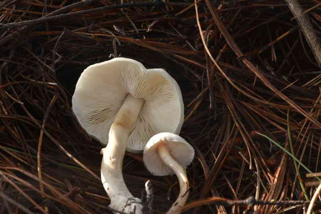 Dripping slimecap (Limacella illinita) thumbnail 3