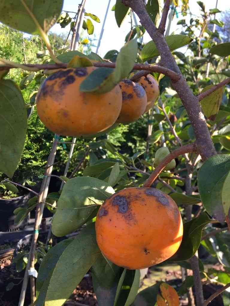 Japanese persimmon