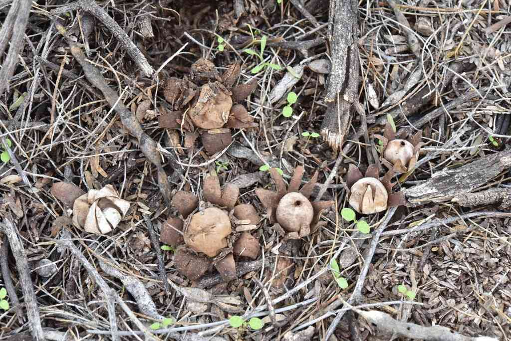 Daisy earthstar (Geastrum floriforme) thumbnail 3
