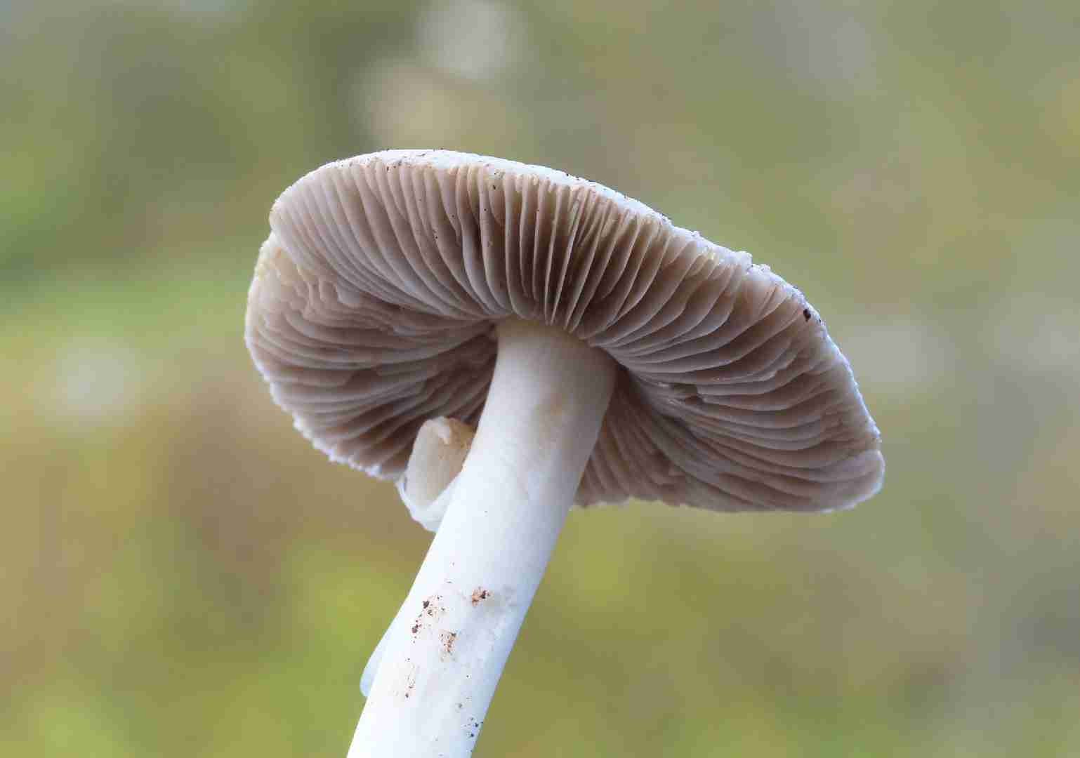 Inocybe fibrosa (Inocybe fibrosa) — Mushroom Guide | ForwardPlant
