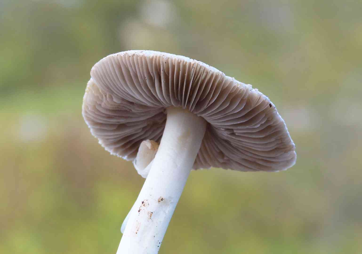 Inocybe fibrosa (Inocybe fibrosa) thumbnail 1
