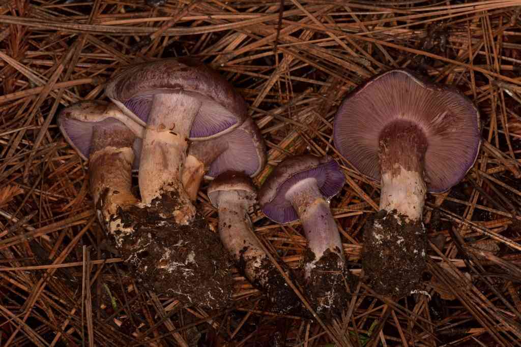 Bruising webcap (Cortinarius purpurascens) thumbnail 1