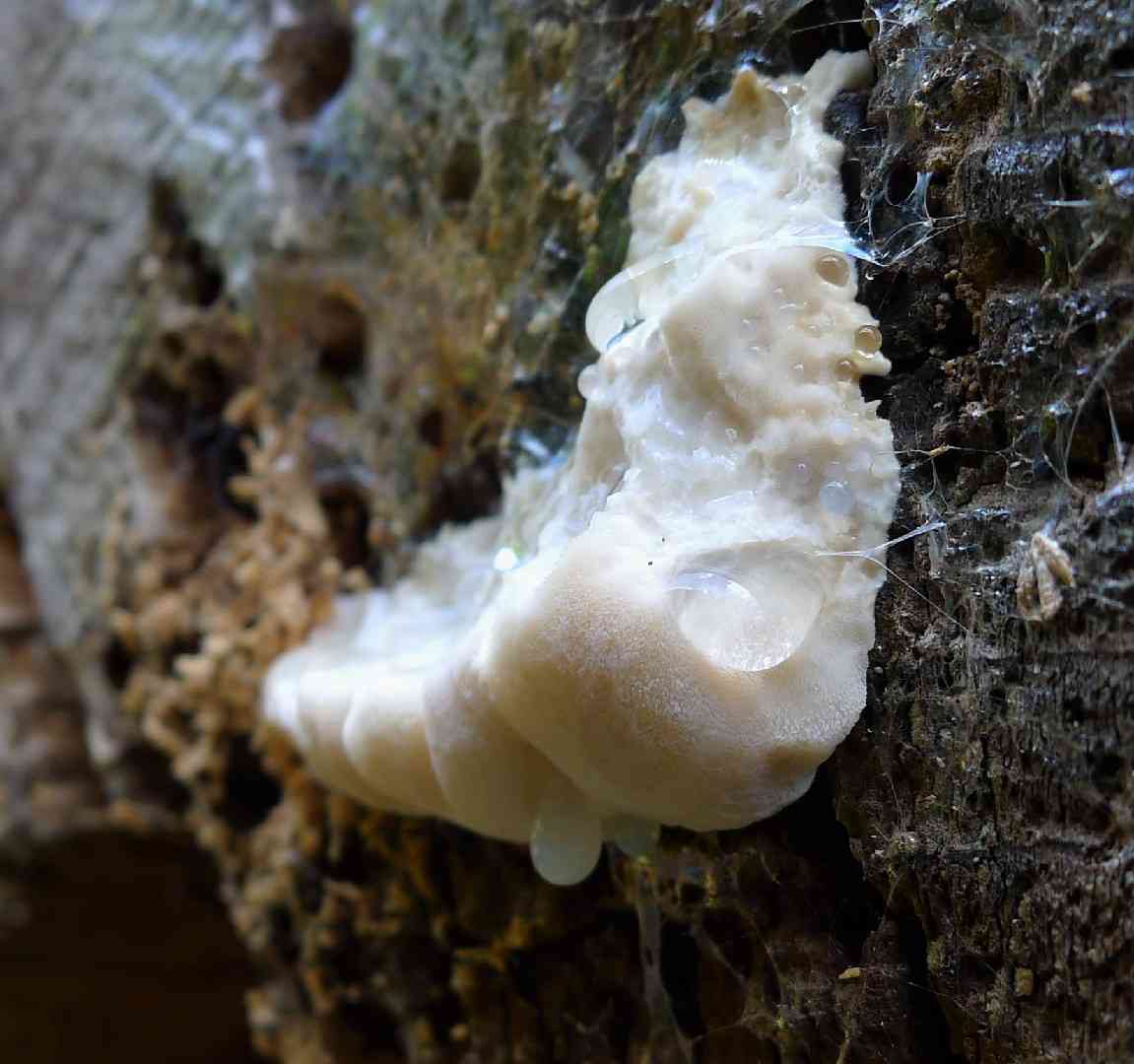 Greasy bracket (Aurantiporus fissilis) thumbnail 2