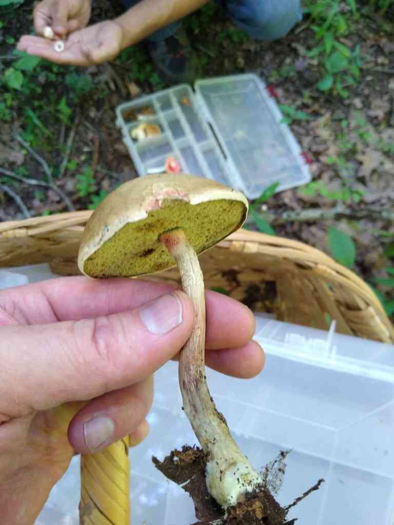 Caloboletus inedulis (Caloboletus inedulis) thumbnail 3
