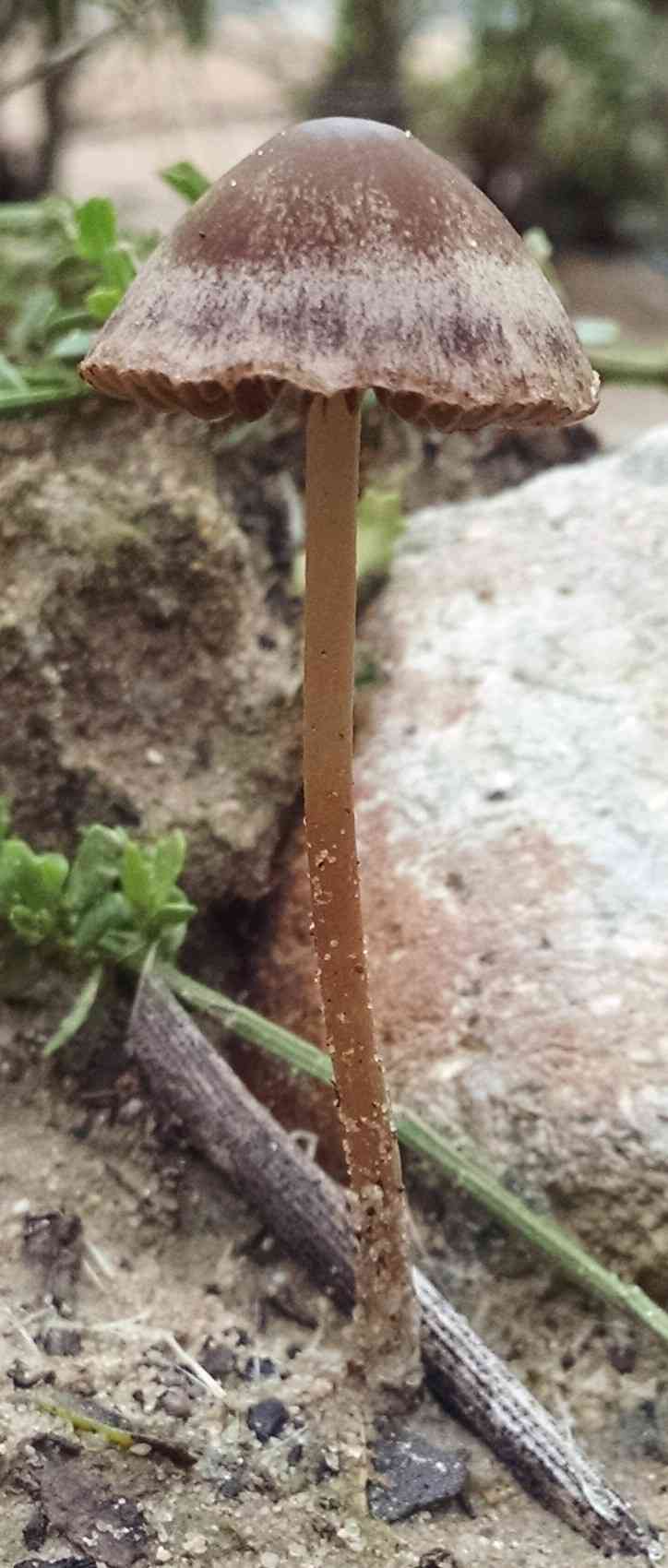 Red edge brittlestem (Psathyrella corrugis) thumbnail 2