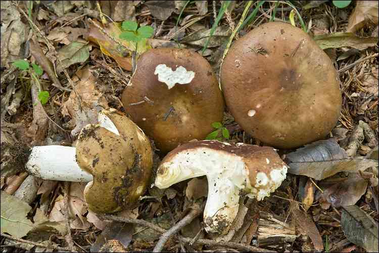 Entire russula (Russula integra) thumbnail 3