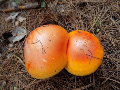 Caesar's mushroom thumbnail 2