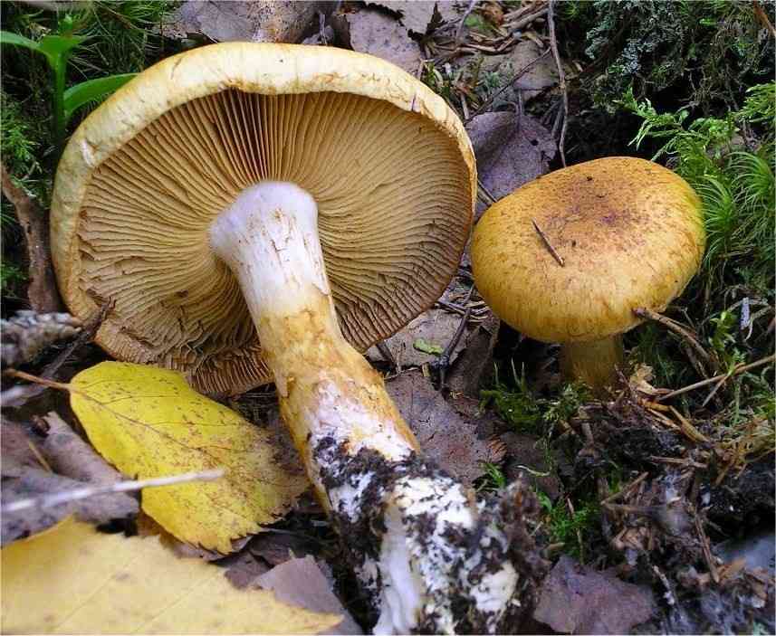 Cloaked webcap (Cortinarius saginus) thumbnail 2