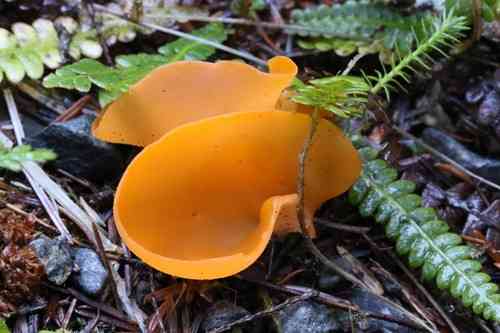Orange peel fungus (Aleuria aurantia) thumbnail 3