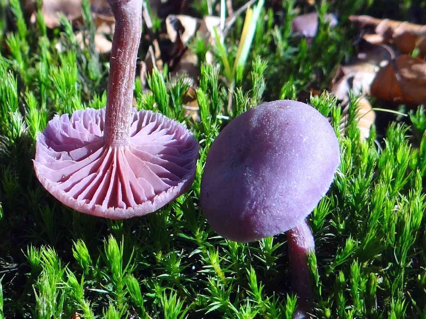 Amethyst deceiver (Laccaria amethystina) thumbnail 1