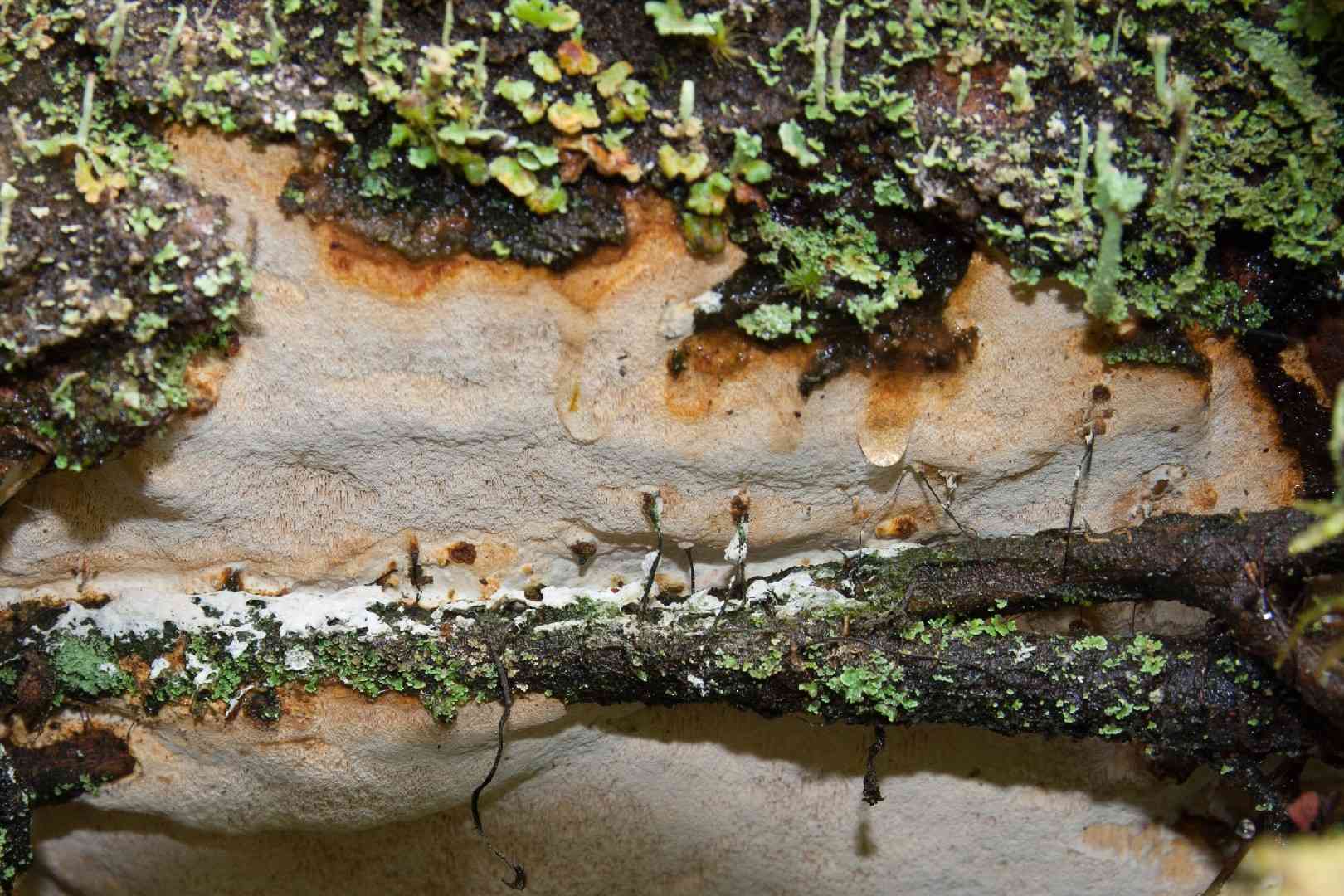 Perenniporia subacida (Perenniporia subacida) thumbnail 2