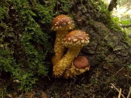 Hemistropharia albocrenulata (Hemistropharia albocrenulata) thumbnail 2