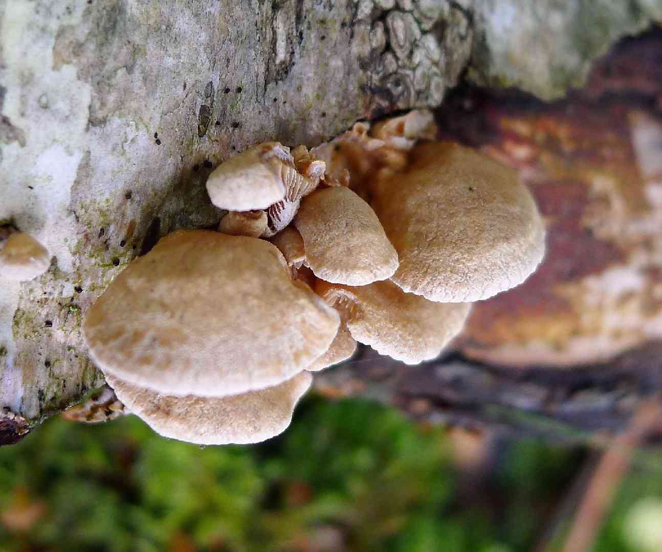 Bitter oysterling (Panellus stipticus) thumbnail 2