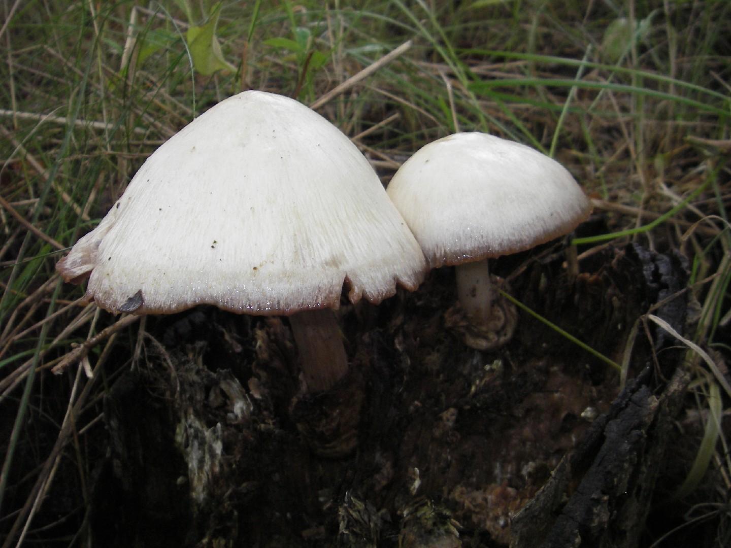 Silky sheath thumbnail 2