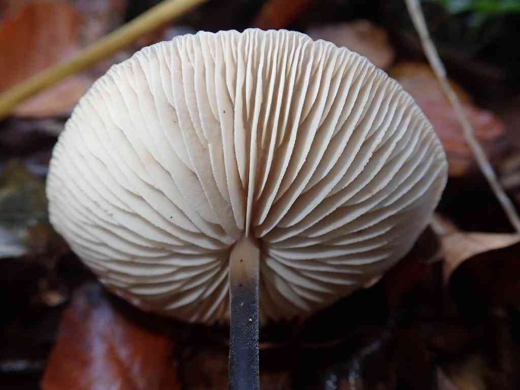 Garlic parachute (Mycetinis alliaceus) thumbnail 3