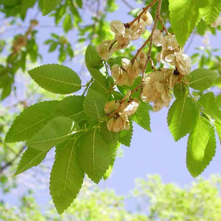 Siberian elm