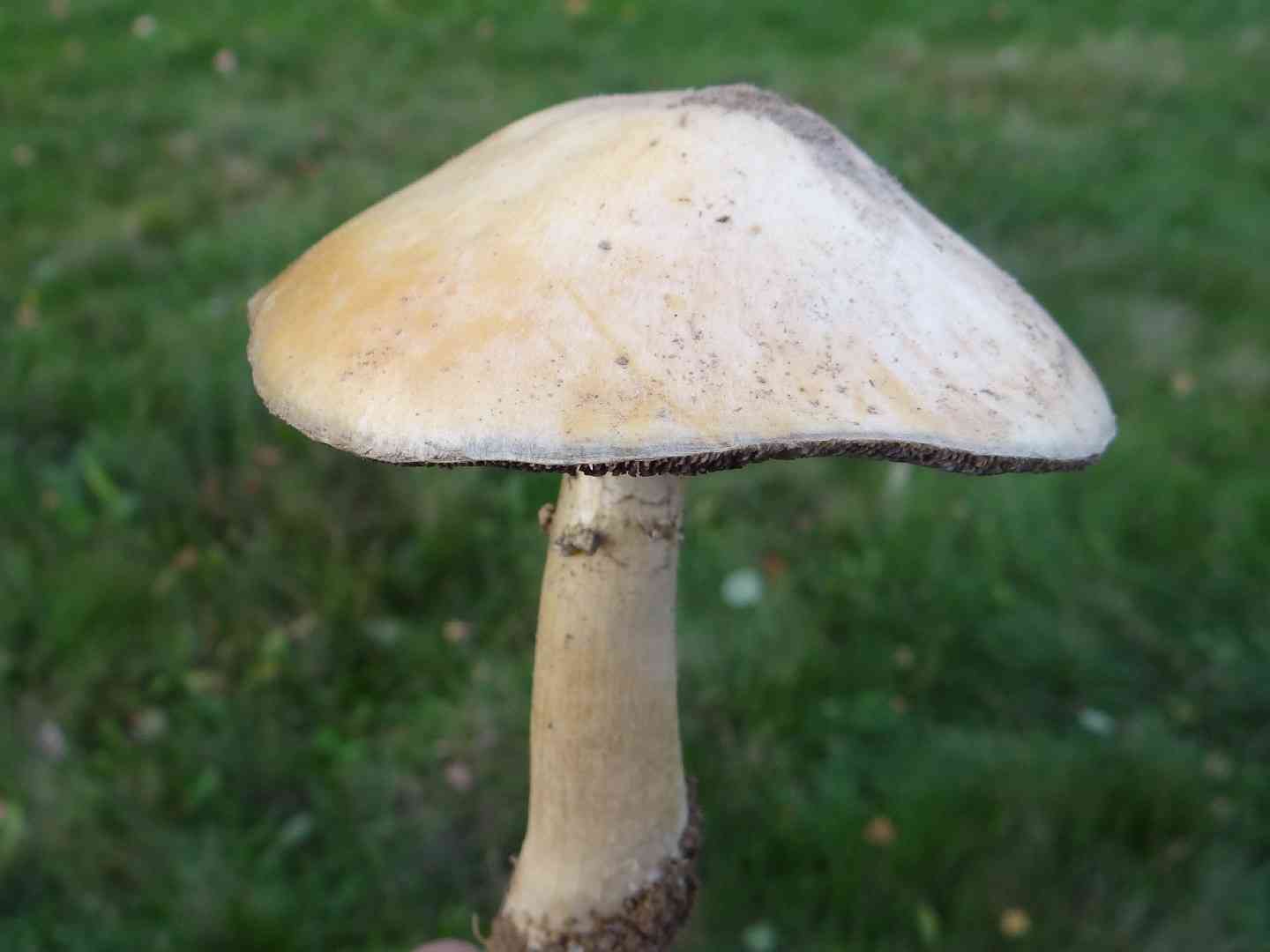 Wine cap stropharia (Stropharia rugosoannulata) thumbnail 2