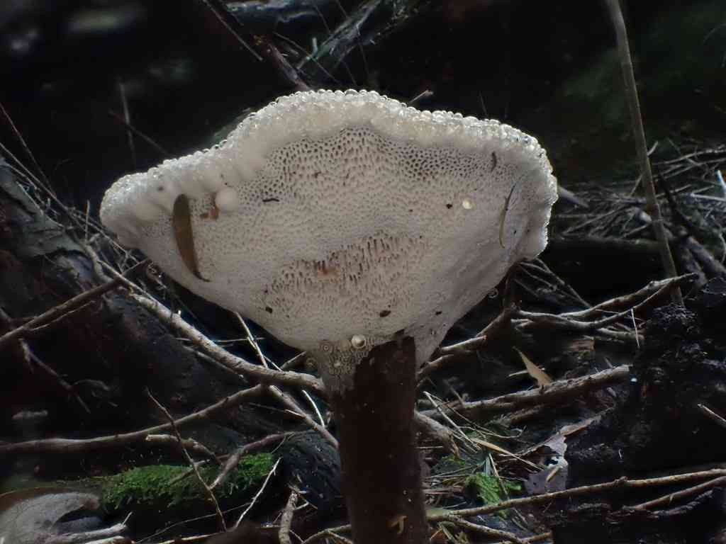 Amauroderma rude (Amauroderma rude) thumbnail 1