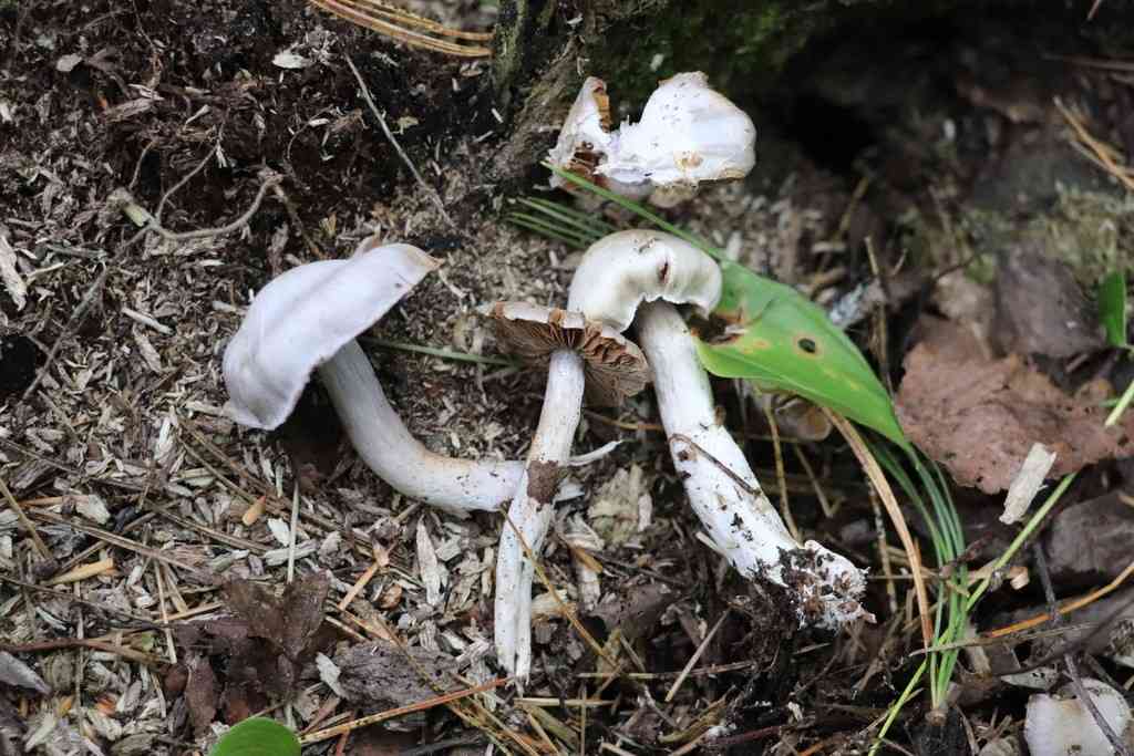 Pearly webcap (Cortinarius alboviolaceus) thumbnail 2
