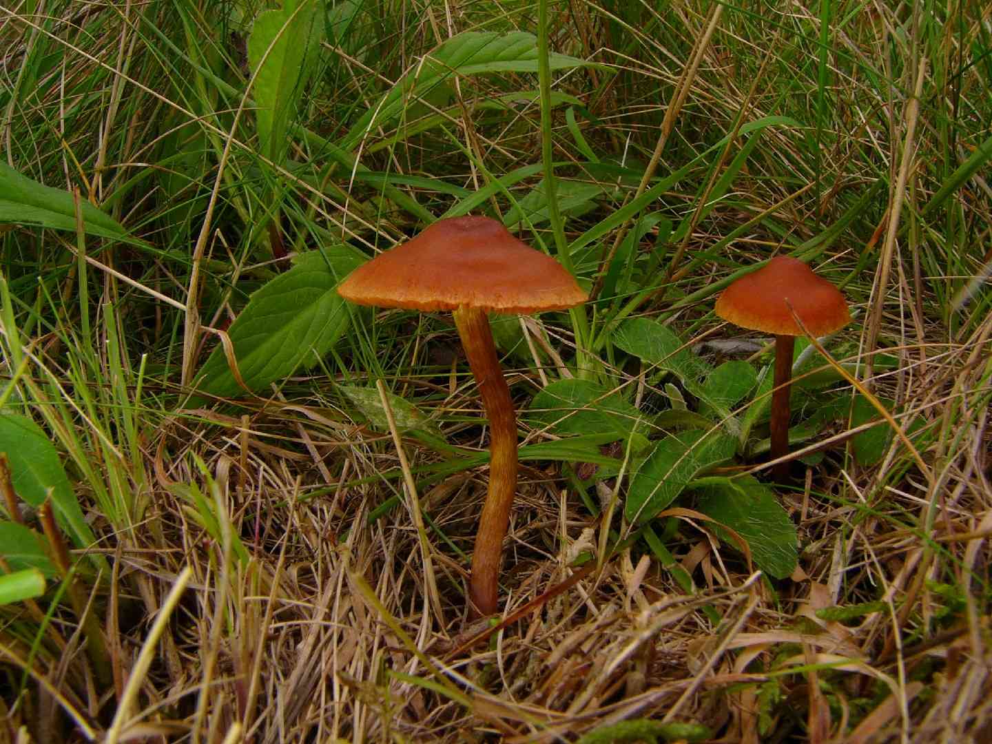 Bloodred webcap (Cortinarius sanguineus) thumbnail 3