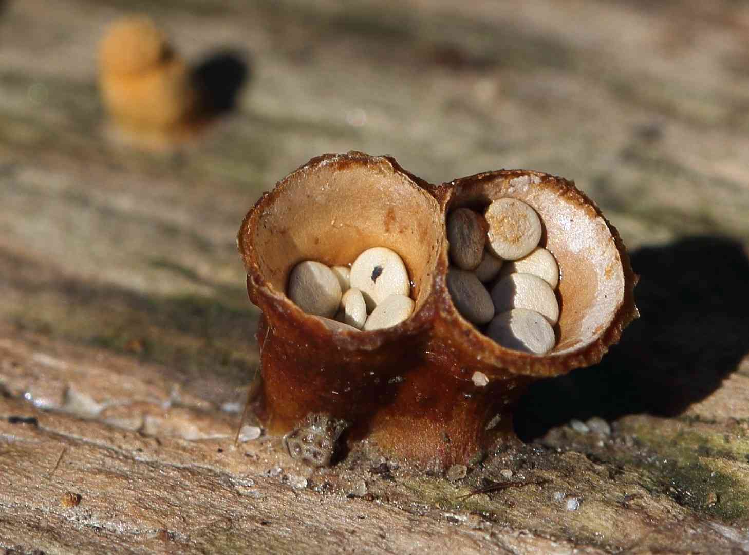 Field bird's-nest (Cyathus olla) thumbnail 2