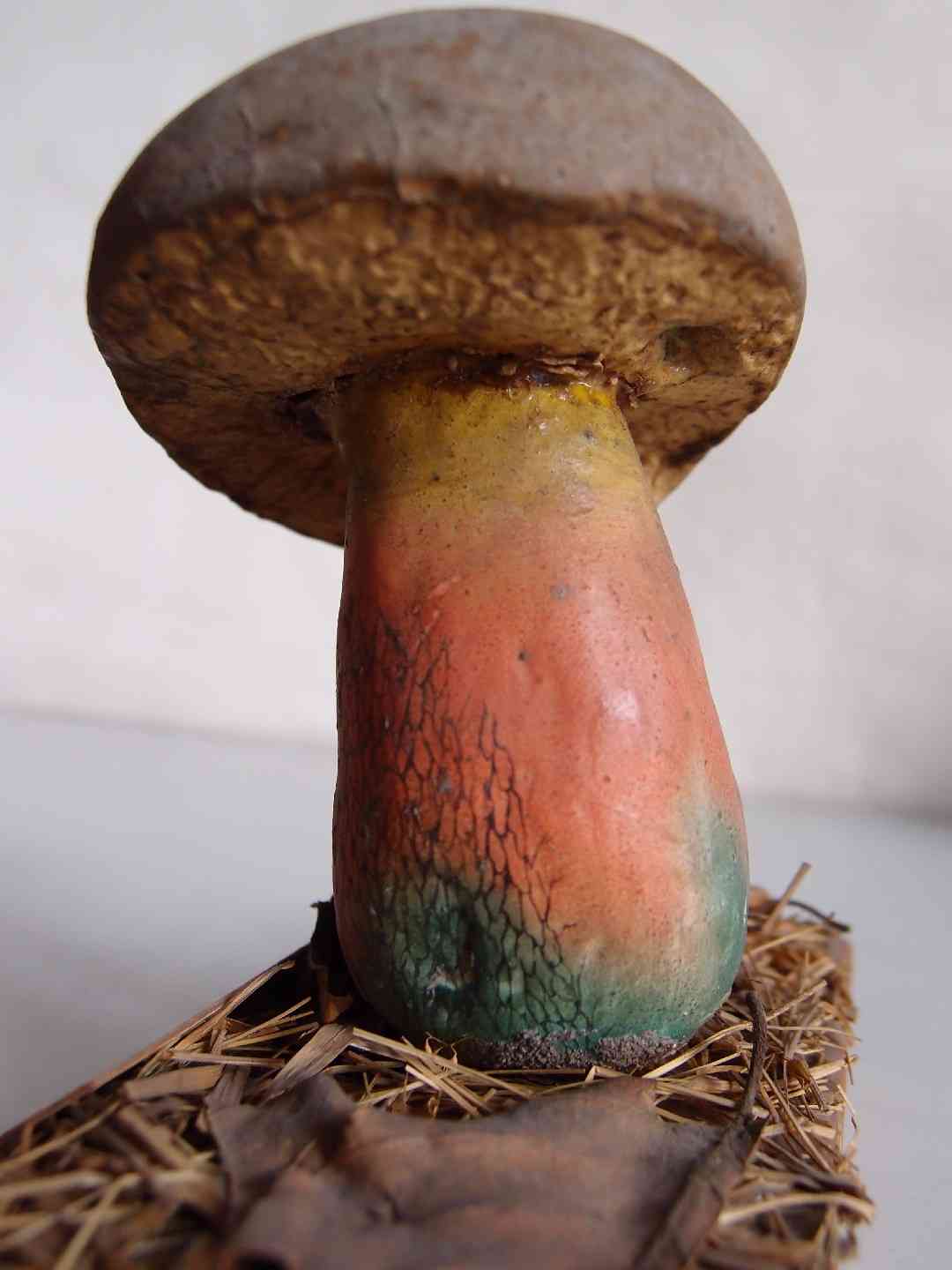 Bitter beech bolete (Caloboletus calopus) thumbnail 2