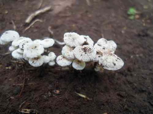 Black-stalked Marasmius (Tetrapyrgos nigripes) thumbnail 2