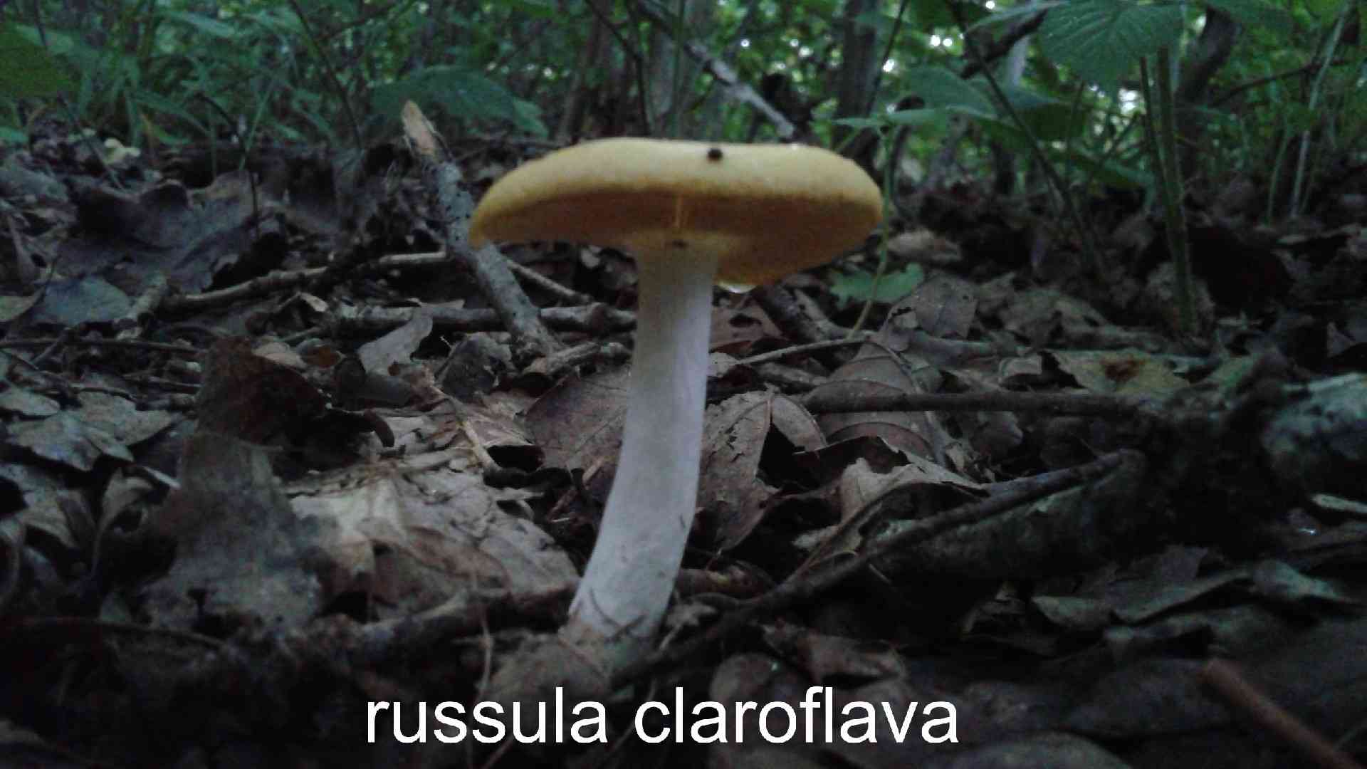 Yellow swamp russula (Russula claroflava) thumbnail 3