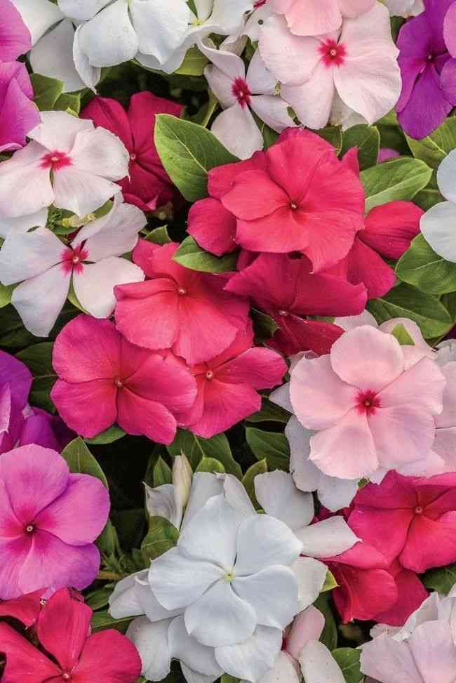 Madagascar periwinkle
