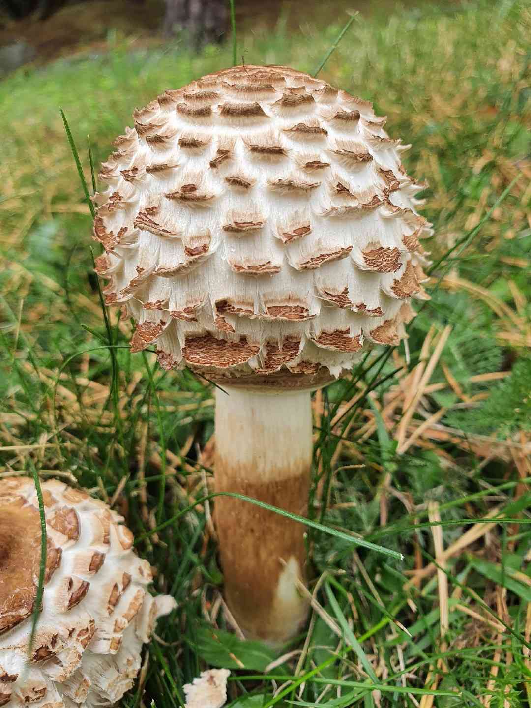 Shaggy parasol
