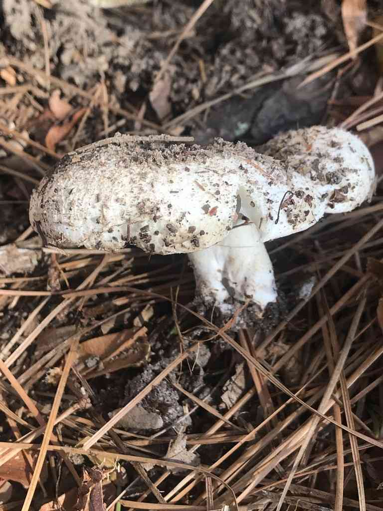 Blue band brittlegill (Russula chloroides) thumbnail 3