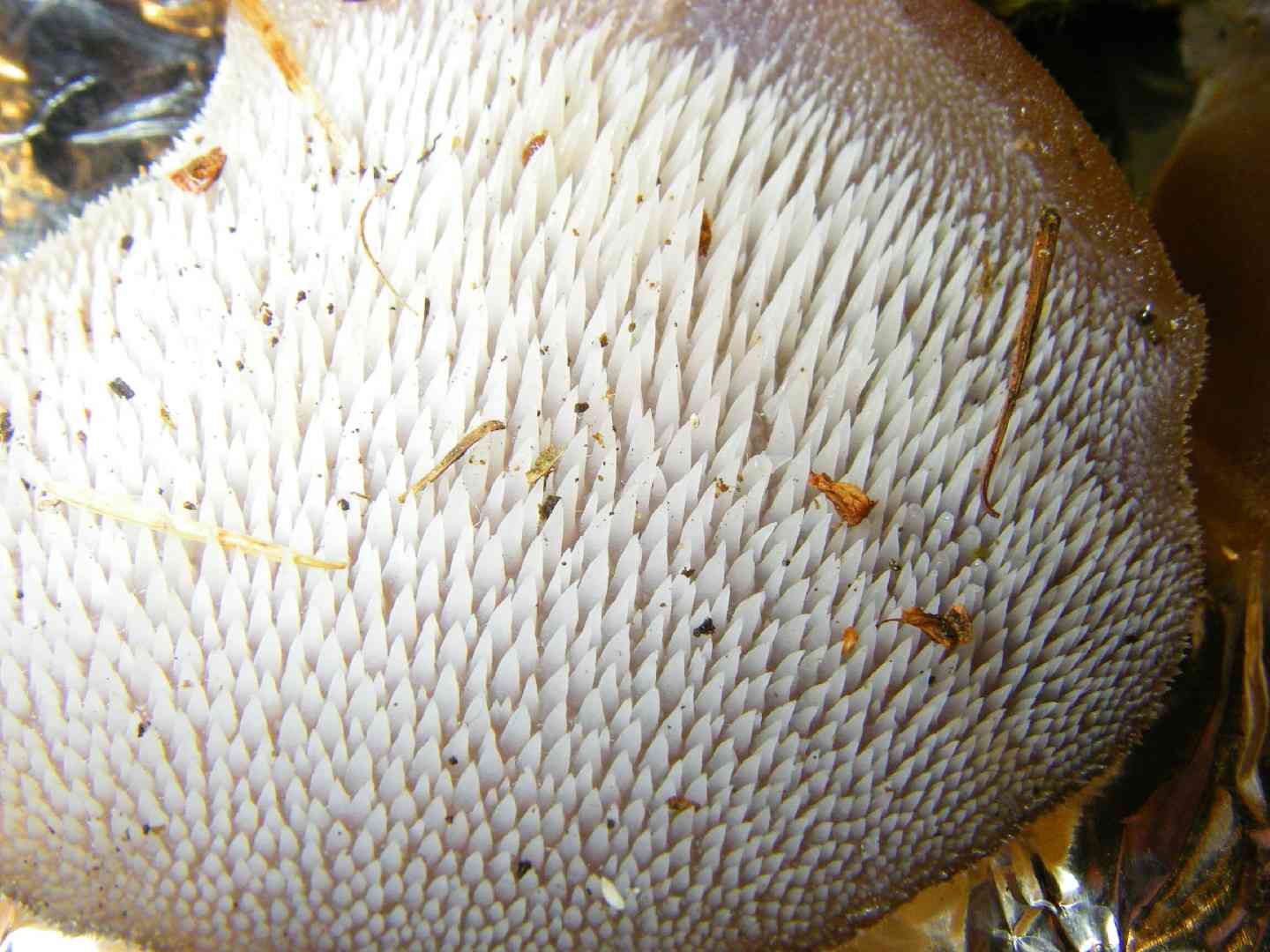 Toothed jelly fungus (Pseudohydnum gelatinosum) thumbnail 3