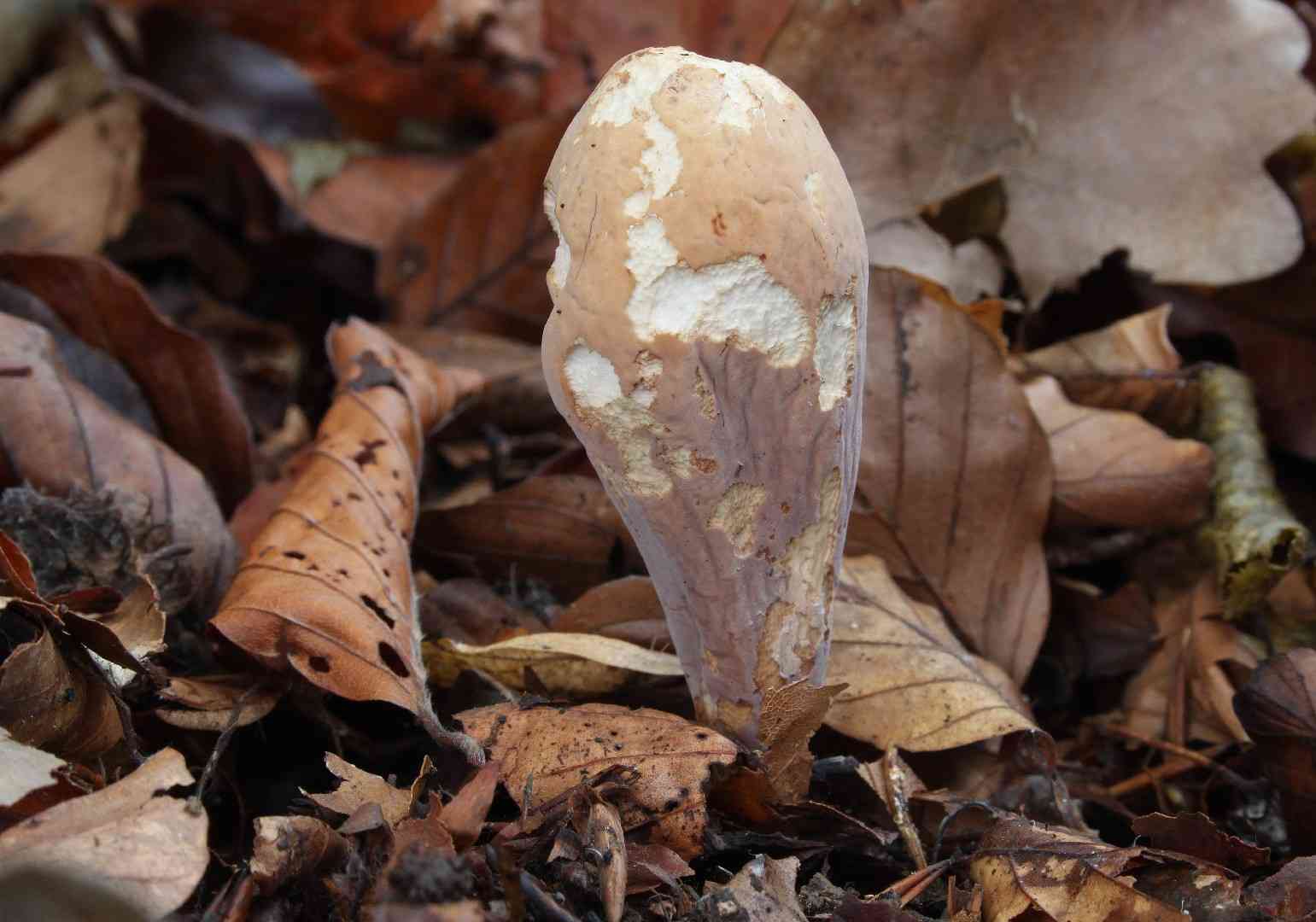 Common club coral fungus (Clavariadelphus pistillaris) thumbnail 2
