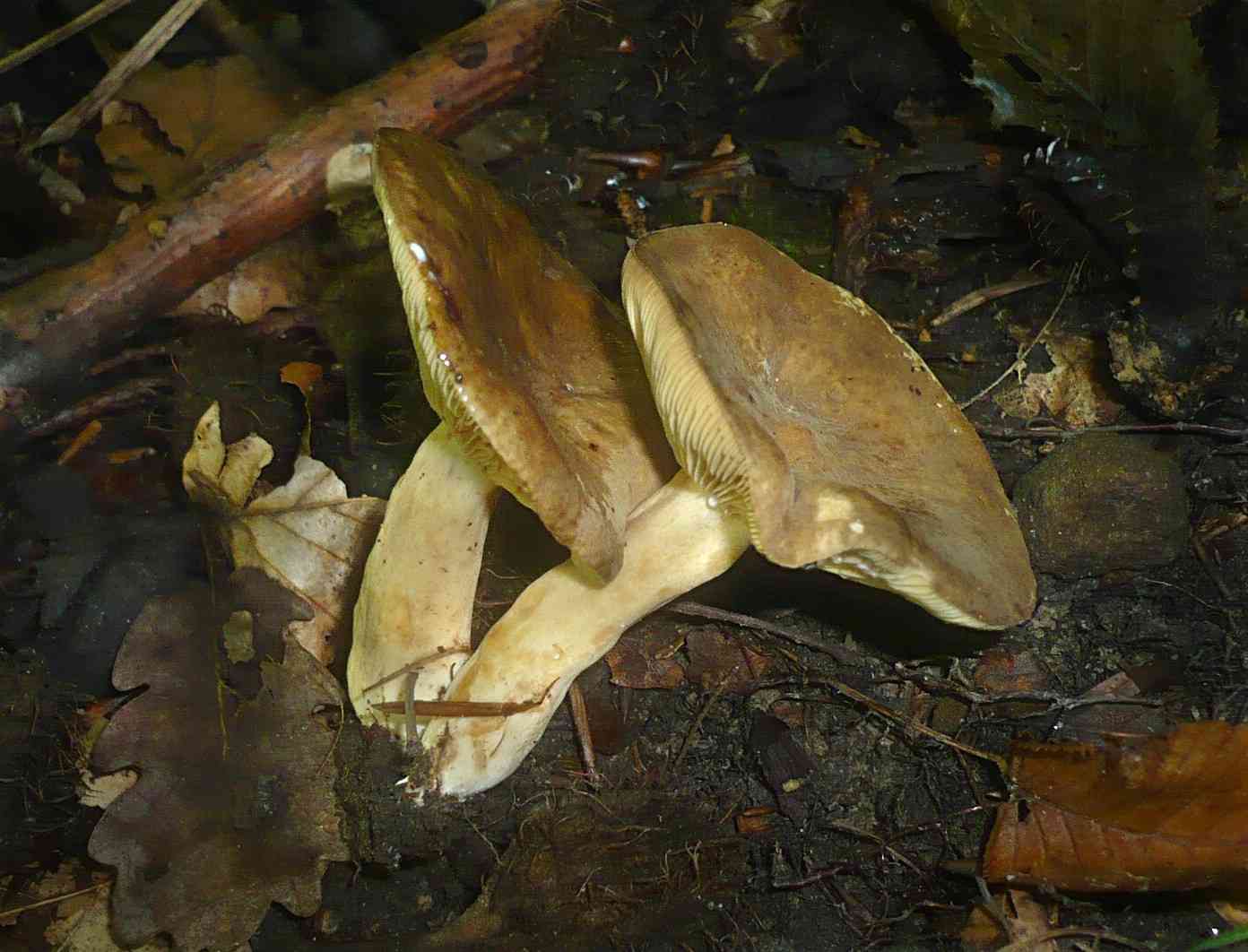 Lactarius azonites (Lactarius azonites) thumbnail 1