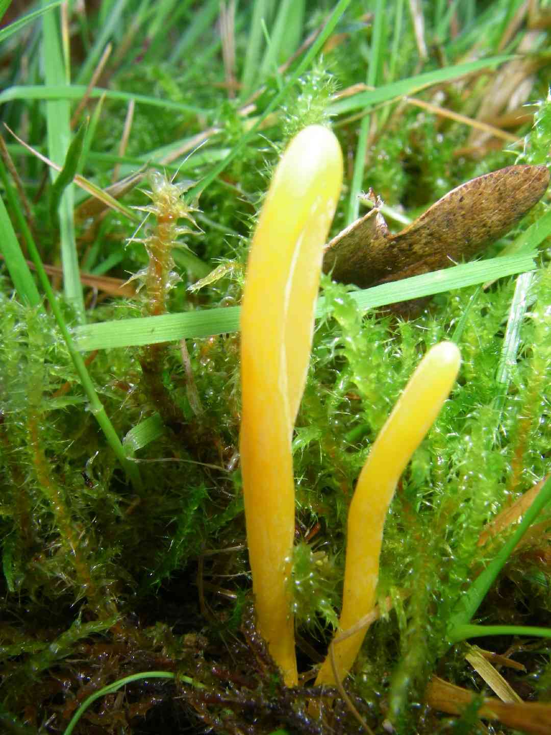 Yellow club (Clavulinopsis helvola) thumbnail 3