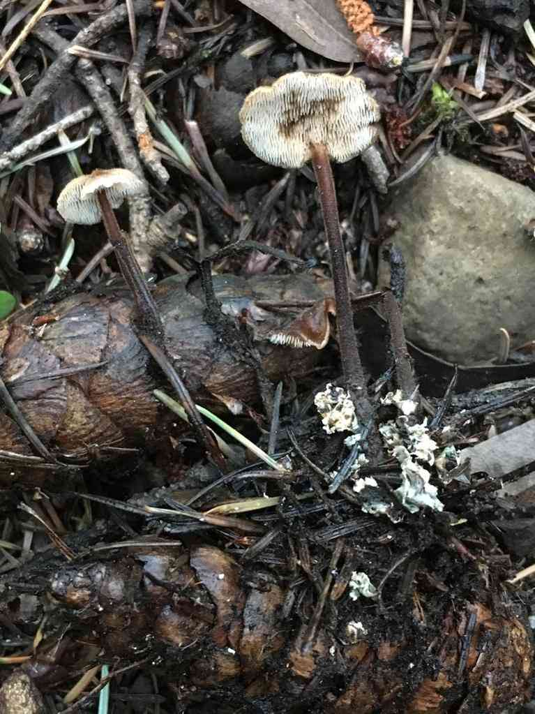 Pinecone mushroom (Auriscalpium vulgare) thumbnail 3