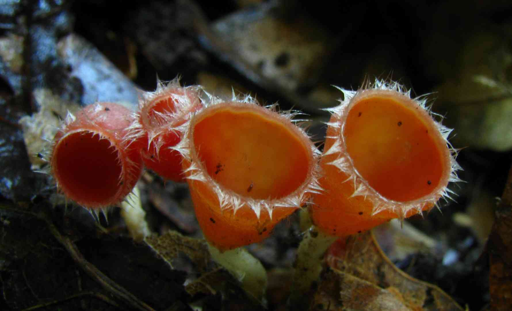Shaggy scarlet cup (Microstoma floccosum) thumbnail 3