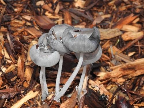 Hare's foot ink cap thumbnail 3