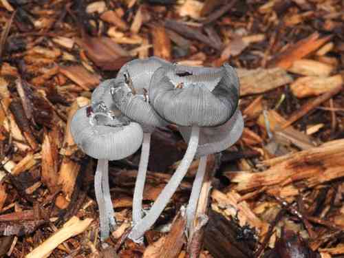 Hare's foot ink cap (Coprinopsis lagopus) thumbnail 3