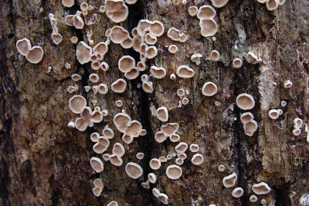 Oak parchment (Aleurodiscus oakesii) thumbnail 2
