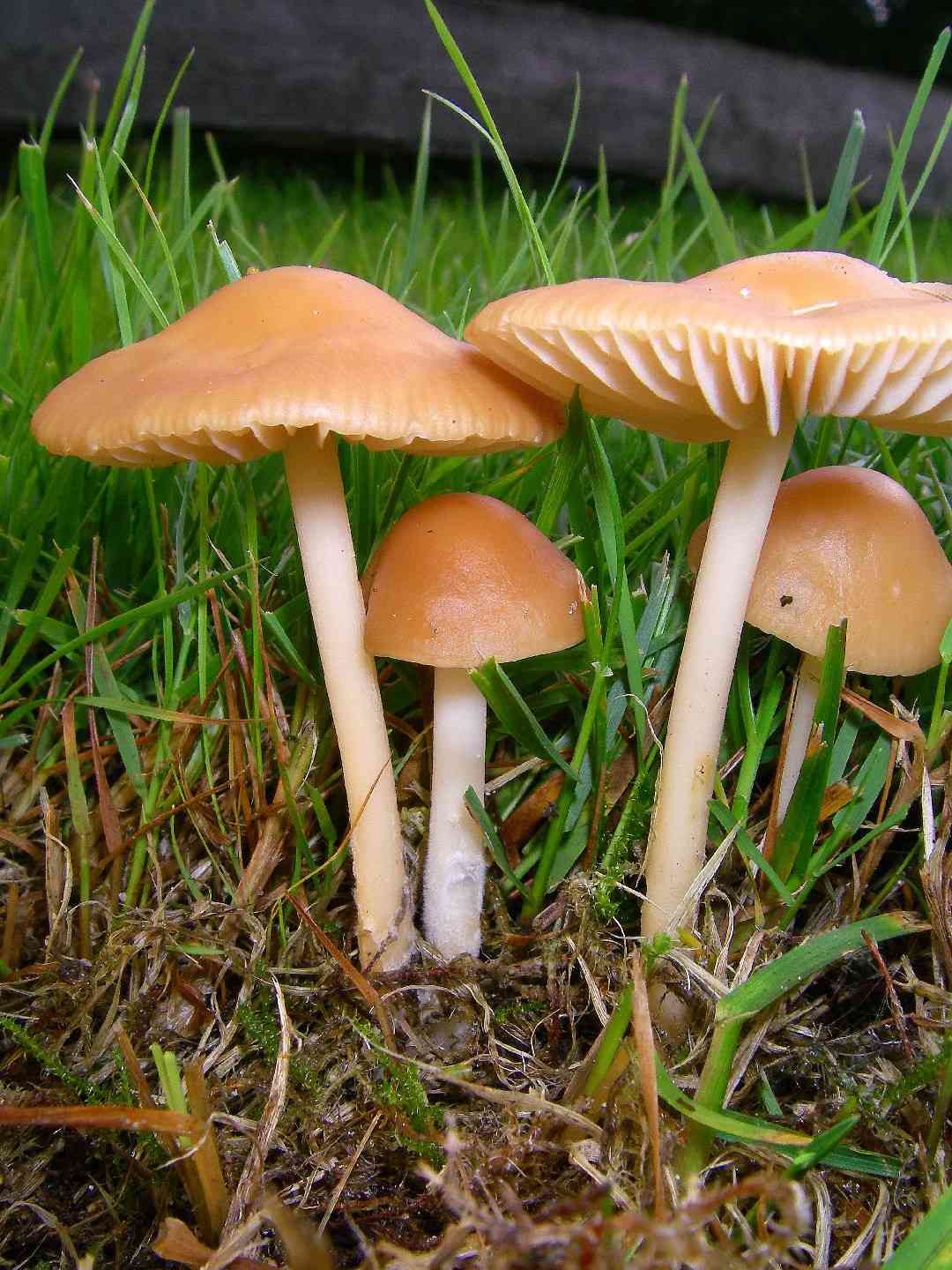 Fairy ring mushroom (Marasmius oreades) thumbnail 2