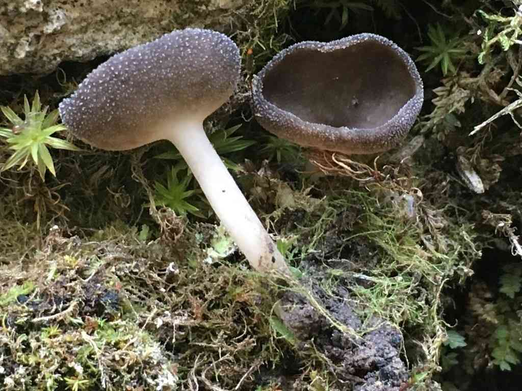 Felt saddle fungus (Helvella macropus) thumbnail 3
