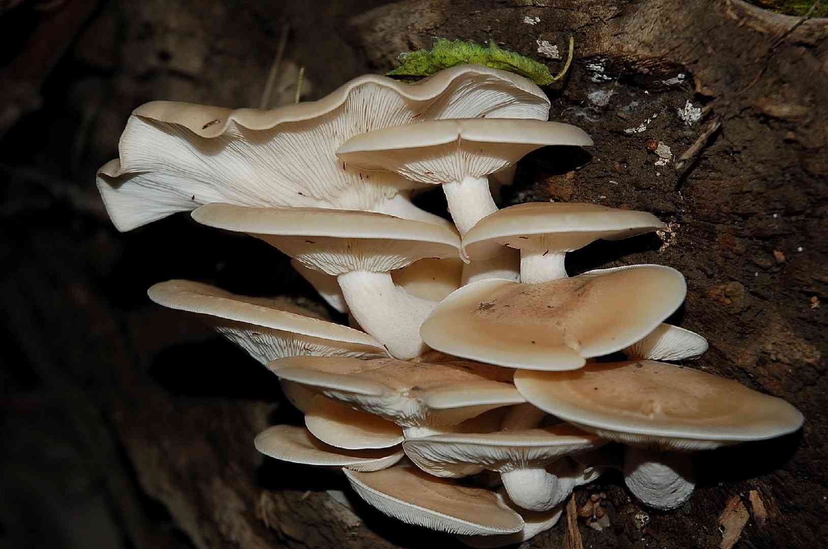 White beech mushroom (Hypsizygus marmoreus) thumbnail 3