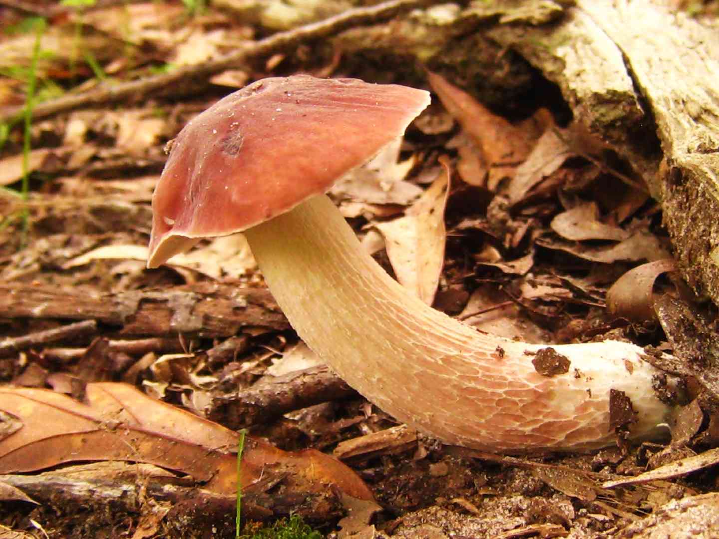 Lilac bolete (Xanthoconium separans) thumbnail 1