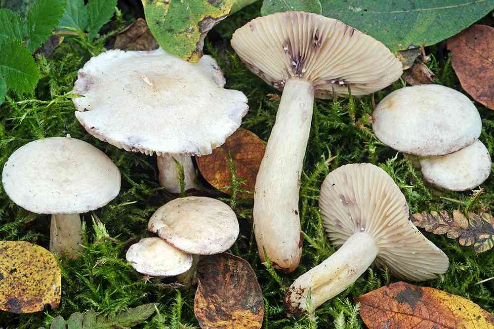 Willow milkcap (Lactarius aspideus) thumbnail 1