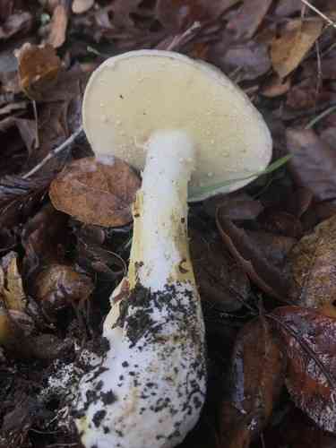 Pungent slippery jack (Suillus pungens) thumbnail 3