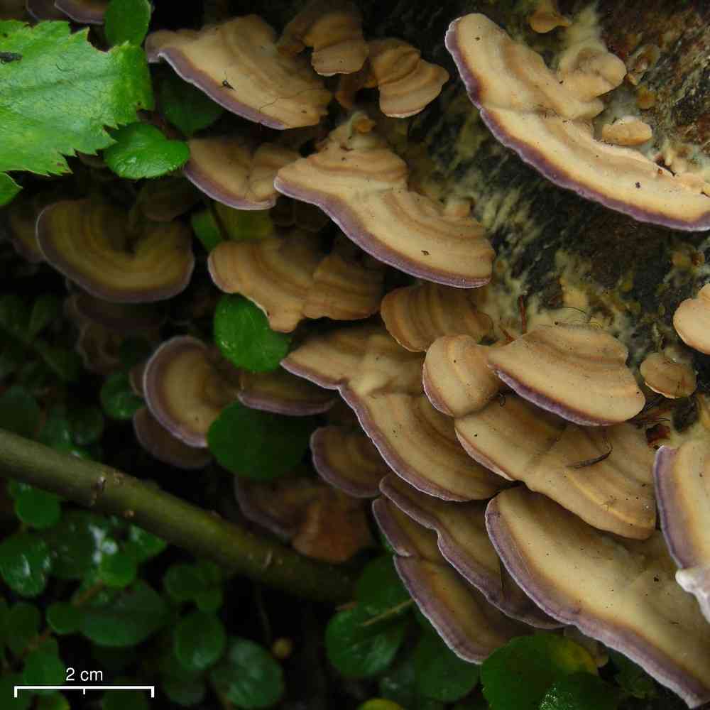 Violet-toothed polypore (Trichaptum biforme) thumbnail 1